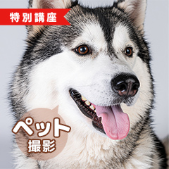 ペット撮影 3時間 ※回数券2枚のアイコン