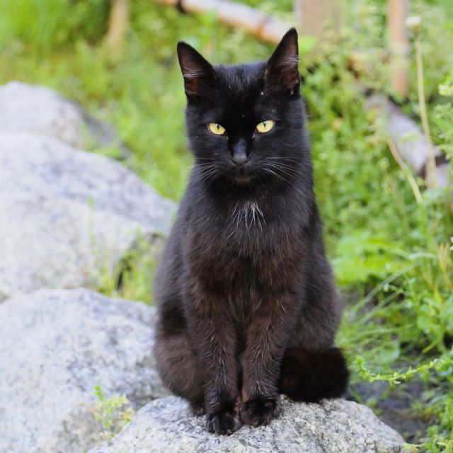 猫の日ですね🐈
カメラを向けたらお座りしてカメラ目線もくれた、モデル猫の素質がある野良さん🐈
#猫の日 #222 #cat #tam